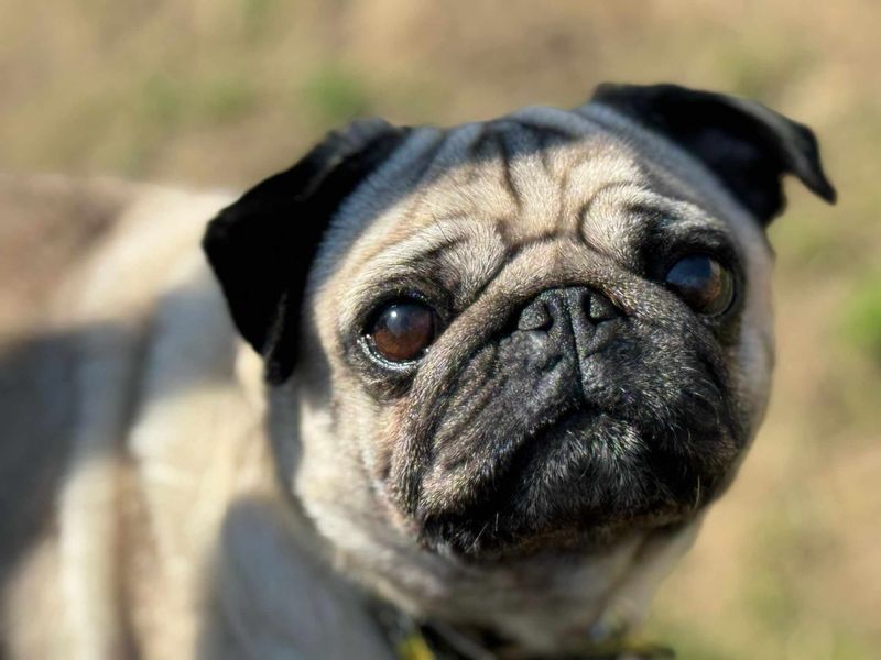 Rose | Pug | Bridgend (Wales) - 1