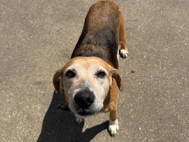 Marigold | Foxhound | Harefield West London - 1