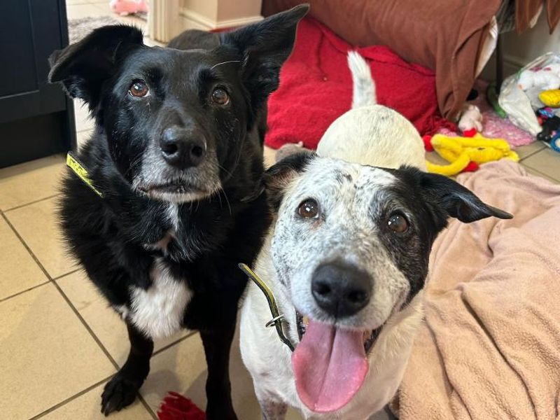 Lottie-Lou & Nelly for sale in Telford, Shropshire