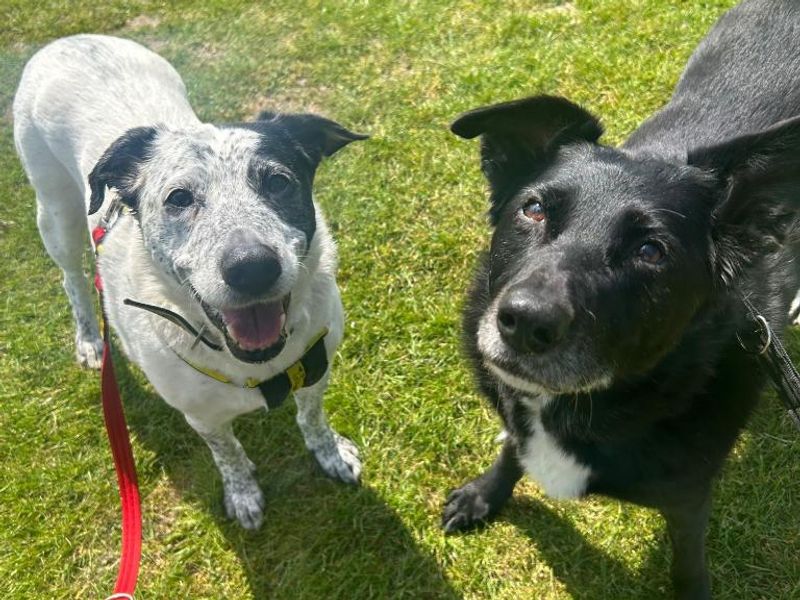 Lottie-Lou & Nelly for sale in Telford, Shropshire - Image 3