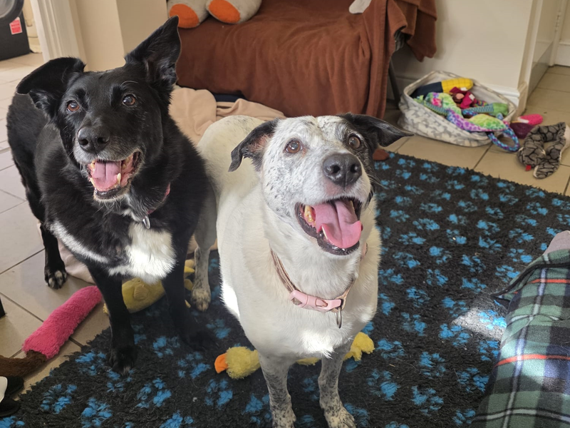 Lottie-Lou & Nelly for sale in Telford, Shropshire - Image 2