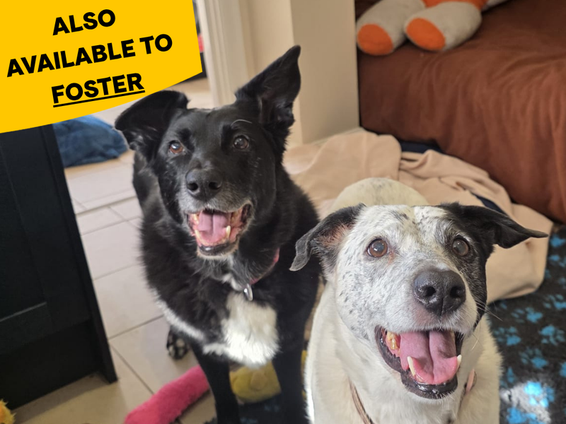 Lottie-Lou & Nellie | Collie (Border) | Shrewsbury (Shropshire) - 1
