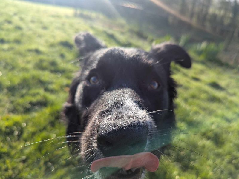 Rogan for sale in Mid Glamorgan, Wales