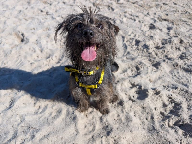Trixie for sale in West Calder, West Lothian