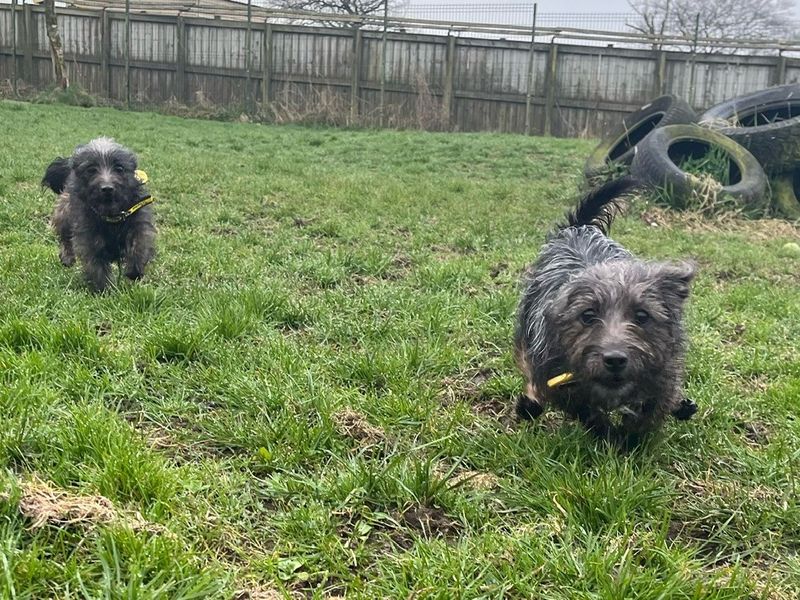 Trixie for sale in West Calder, West Lothian | Image 3