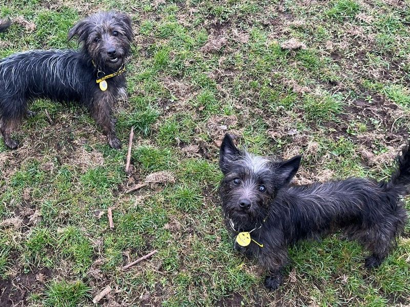 Trixie for sale in West Calder, West Lothian | Image 2