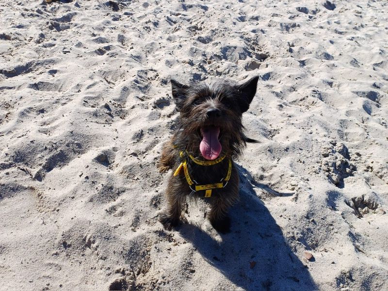 Pixie for sale in West Calder, West Lothian | Image 2