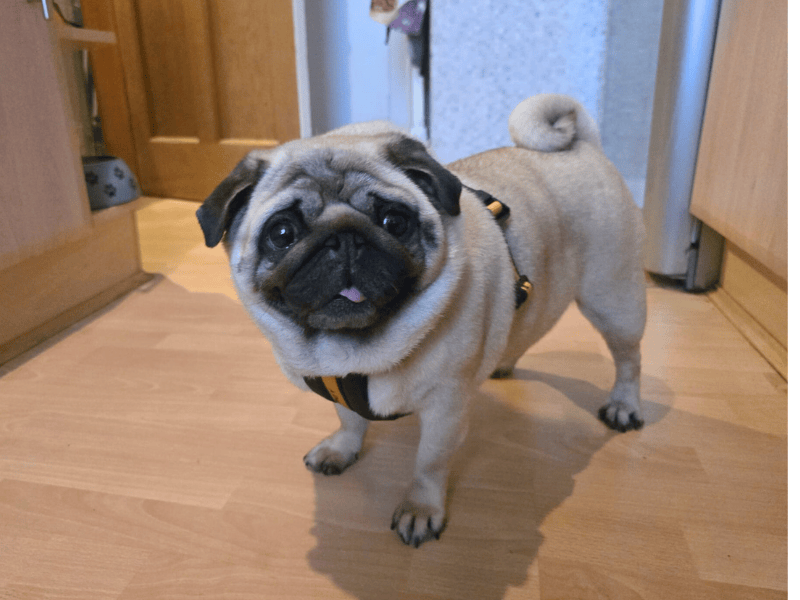 Pug Dogs And Puppies For Adoption