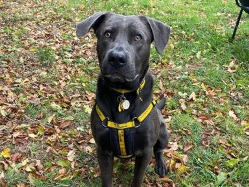 Dusty | Retriever (Labrador) | Shrewsbury (Shropshire) - 1