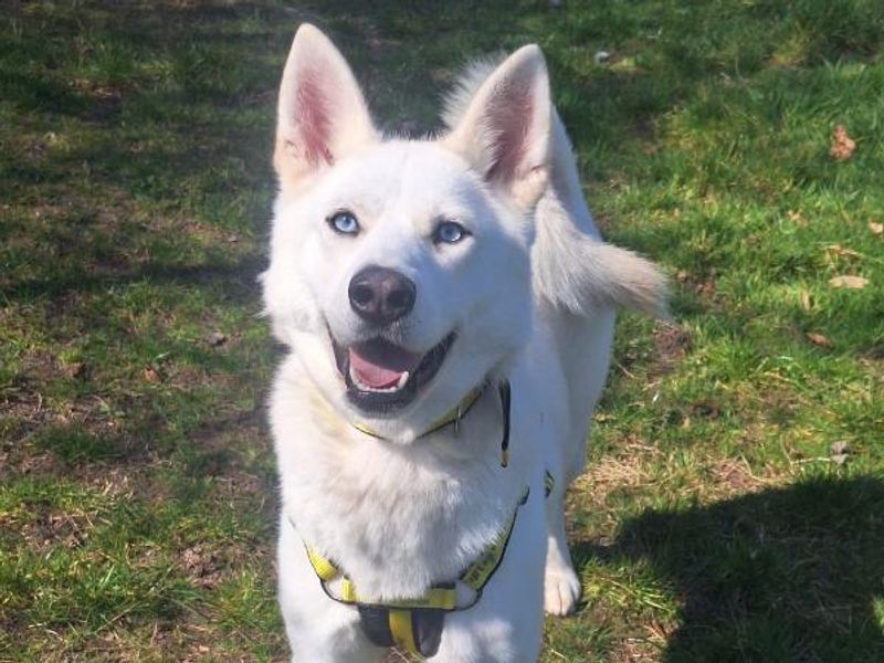 Zelda for sale in Telford, Shropshire | Image 2