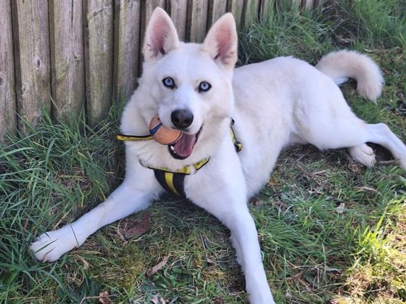 Zelda for sale in Telford, Shropshire