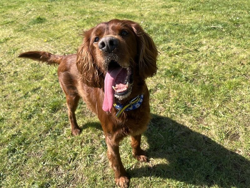 Cullen | Irish Setter | Ballymena (Northern Ireland) - 1