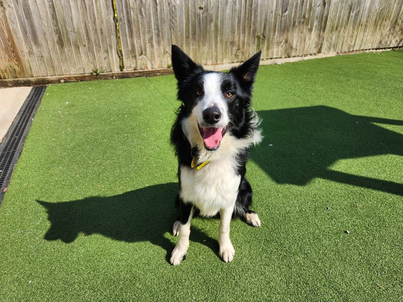 Border Collie for adoption in Chestfield, Kent – 1 year old