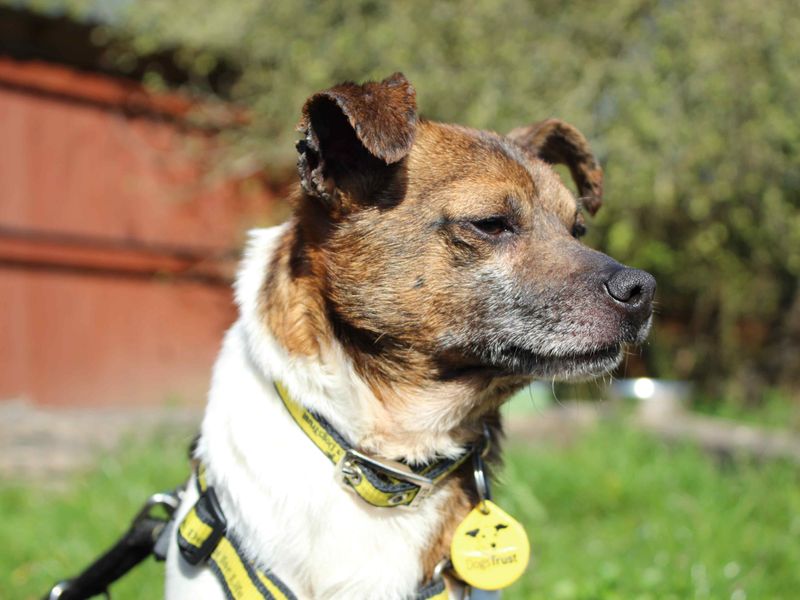 Pip for sale in Newbury, Berks | Image 2