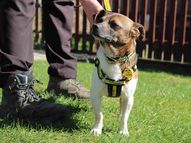 Pip for sale in Newbury, Berks | Image 4