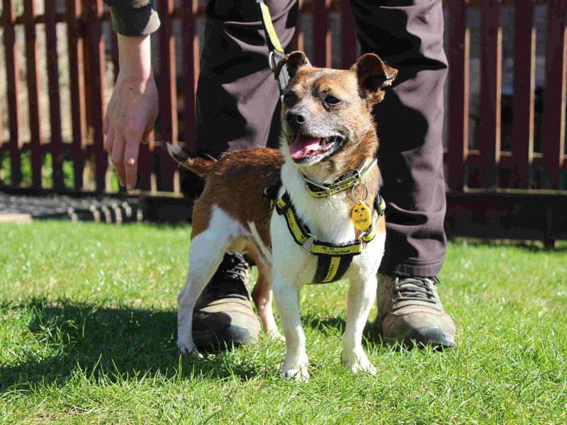 Pip for sale in Newbury, Berks | Image 3