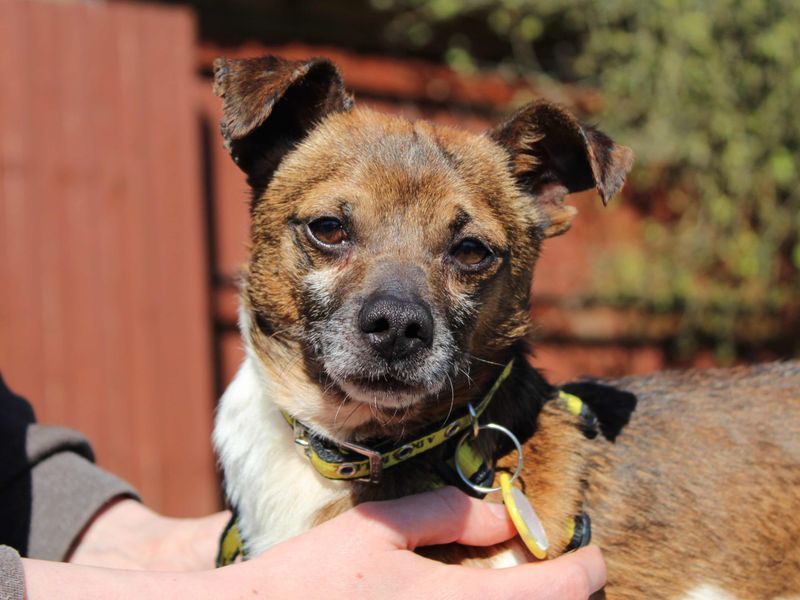 Pip for sale in Newbury, Berks