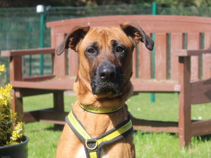 Dory | Belgian Shepherd Dog (Malinois) Cross | Merseyside (Liverpool) - 1