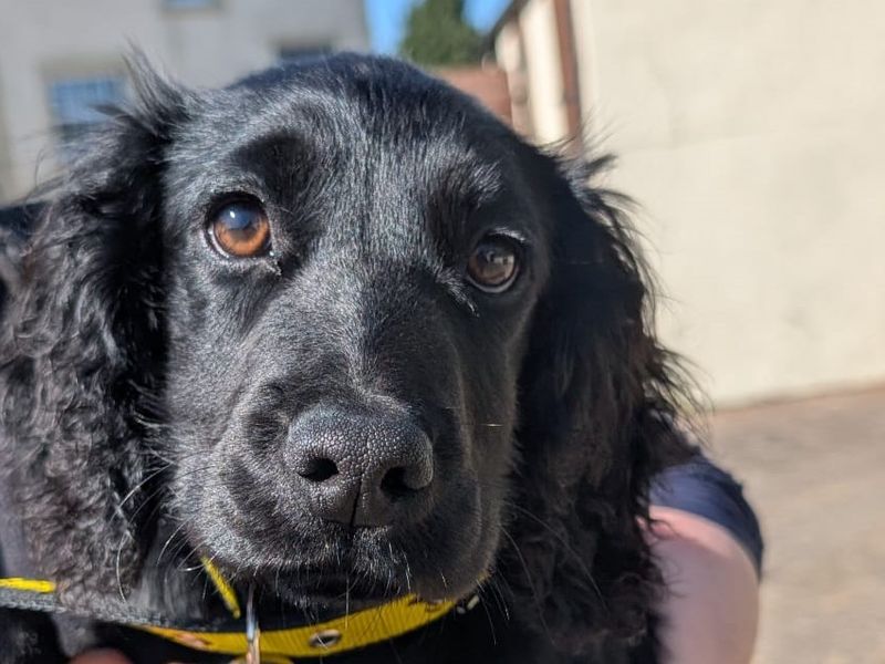 Cocker Spaniel for adoption in , – 8 months old