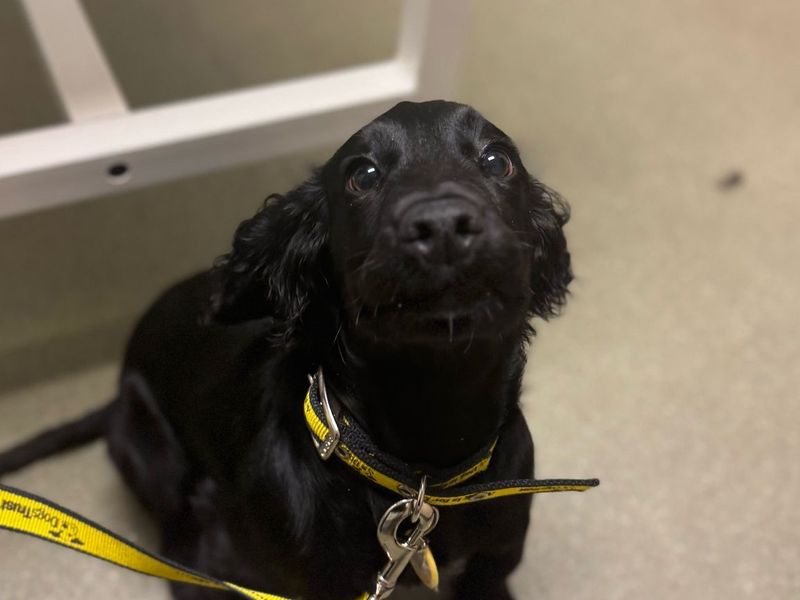 Cocker Spaniel for adoption in , – 8 months old - Image 2 of 2