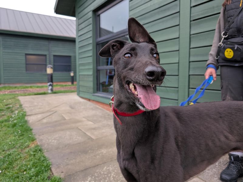 Greyhound for adoption in Uxbridge, London – 5 years old