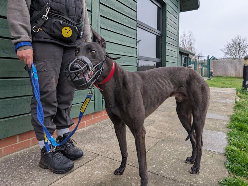 Greyhound for adoption in Uxbridge, London – 5 years old - Image 2 of 3