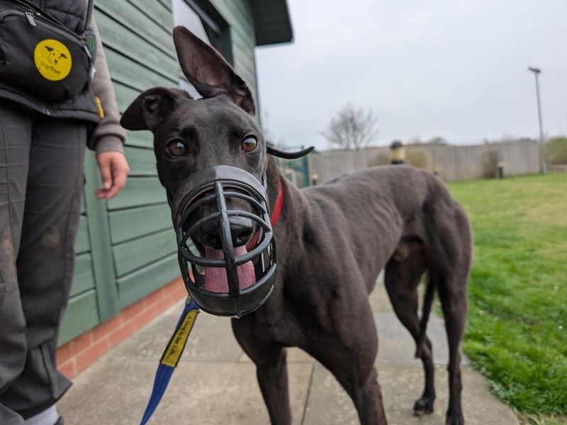 Greyhound for adoption in Uxbridge, London – 5 years old - Image 3 of 3
