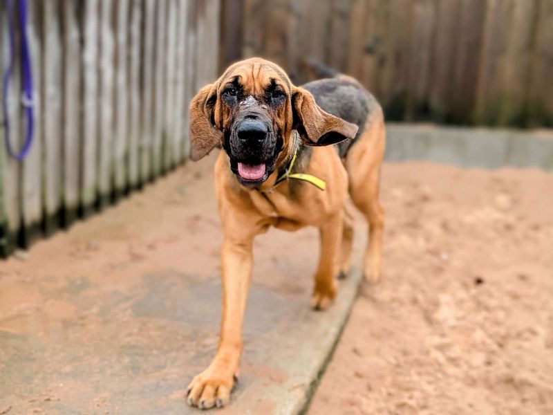 Todd | Bloodhound | Cardiff - 1