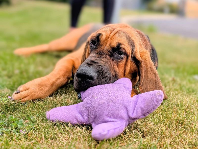 Todd | Bloodhound | Cardiff - 1