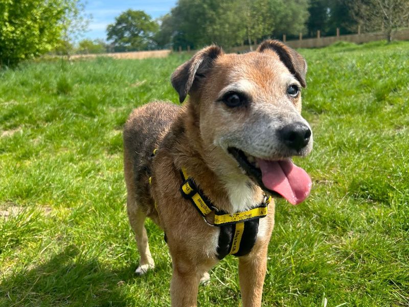 Horace for sale in Telford, Shropshire