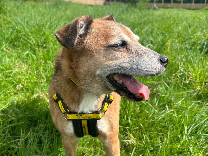 Horace for sale in Telford, Shropshire | Image 2