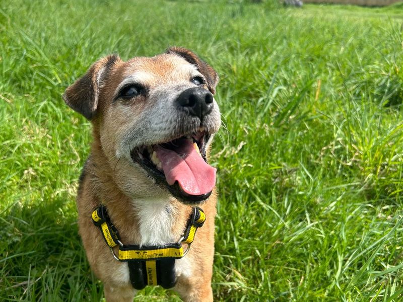Horace for sale in Telford, Shropshire | Image 3
