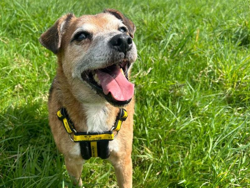 Horace | Terrier (Jack Russell) Cross | Shrewsbury (Shropshire) - 1