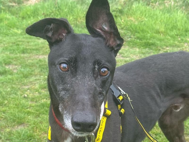 Greyhound for adoption in Telford, Shropshire – 5 years old - Image 2 of 2