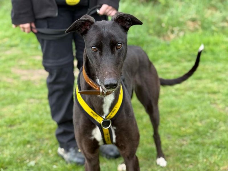 Prudence for sale in Telford, Shropshire