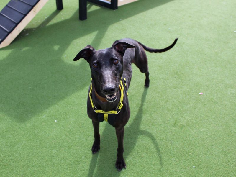 Greyhound for adoption in Glasgow, Scotland – 3 years old - Image 2 of 3
