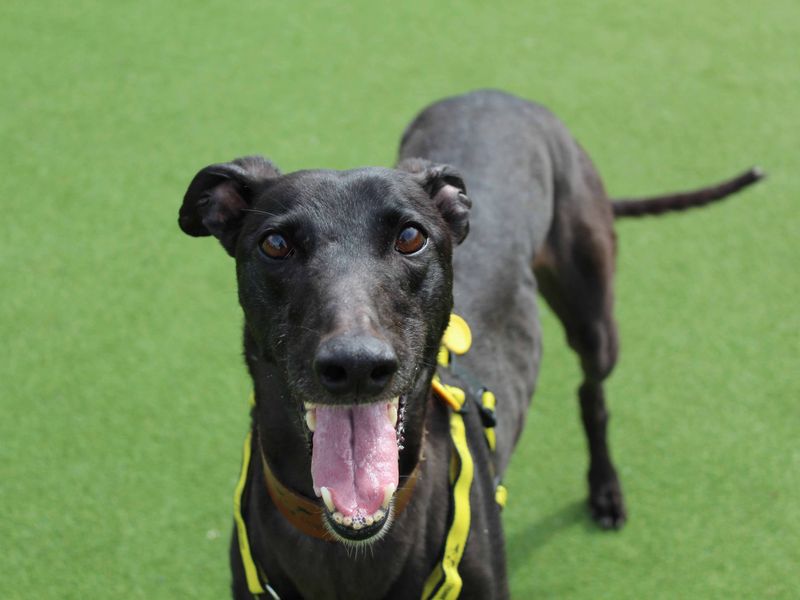 Greyhound for adoption in Glasgow, Scotland – 3 years old - Image 3 of 3