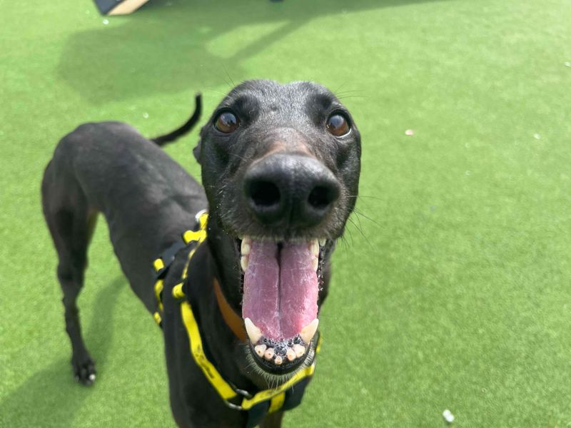 Nikita for sale in Glasgow, Scotland