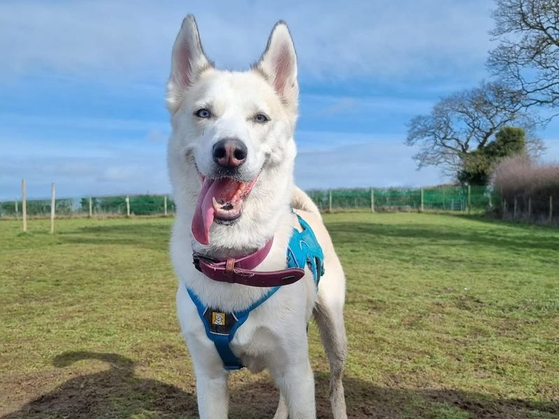 Siberian Husky for adoption in Telford, Shropshire – 7 years old - Image 2 of 2