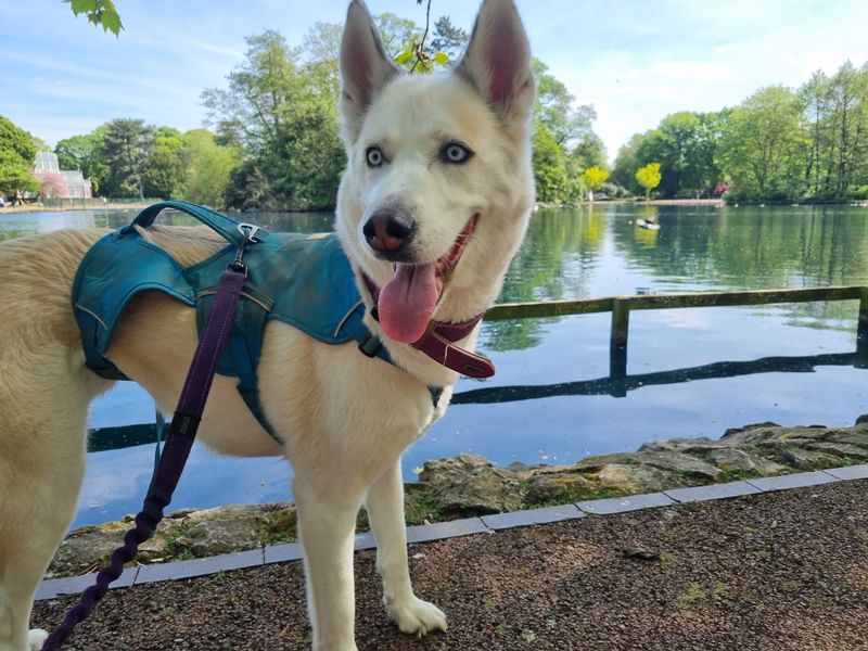 Ruby Star for sale in Telford, Shropshire