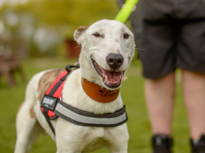 Rory | Lurcher Cross | Kenilworth (West Midlands) - 1