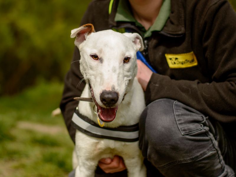 undefined | Whippet Cross | undefined - 8