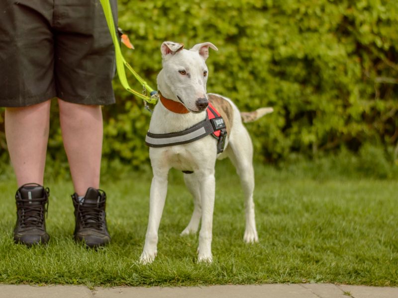 undefined | Whippet Cross | undefined - 4