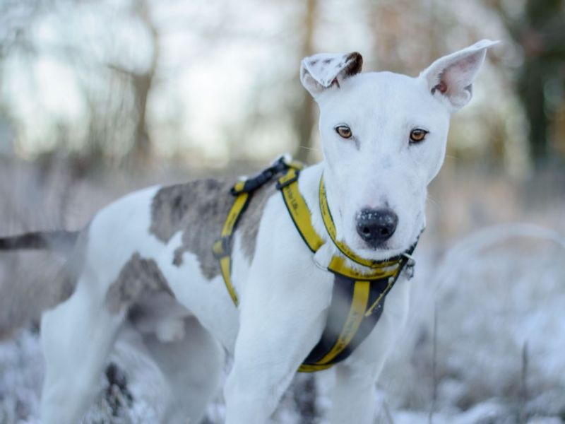 undefined | Whippet Cross | undefined - 2