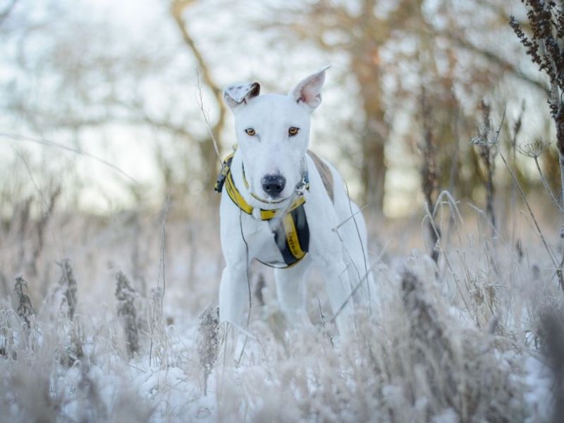 Rory | Lurcher Cross | Kenilworth (West Midlands) - 1