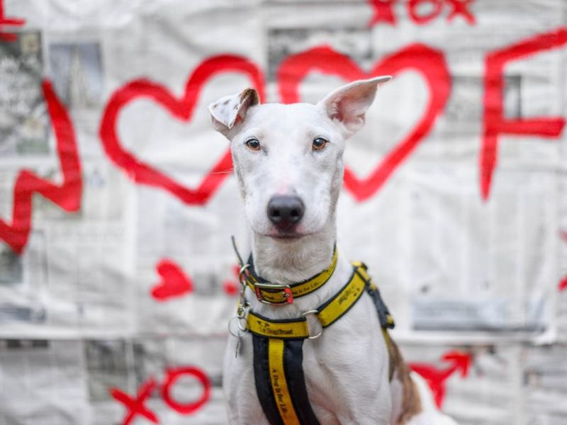 undefined | Whippet Cross | undefined - 15