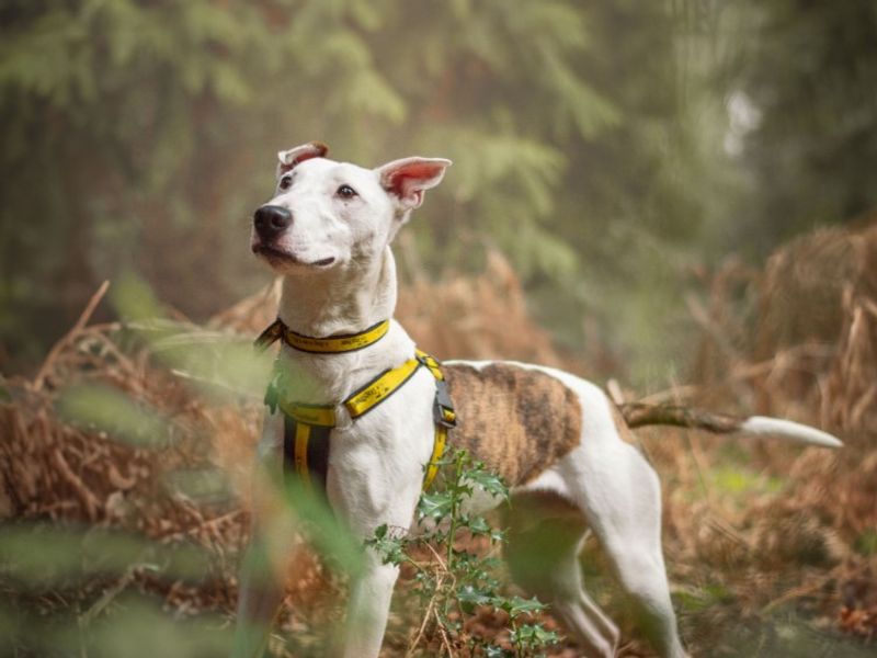 undefined | Whippet Cross | undefined - 11