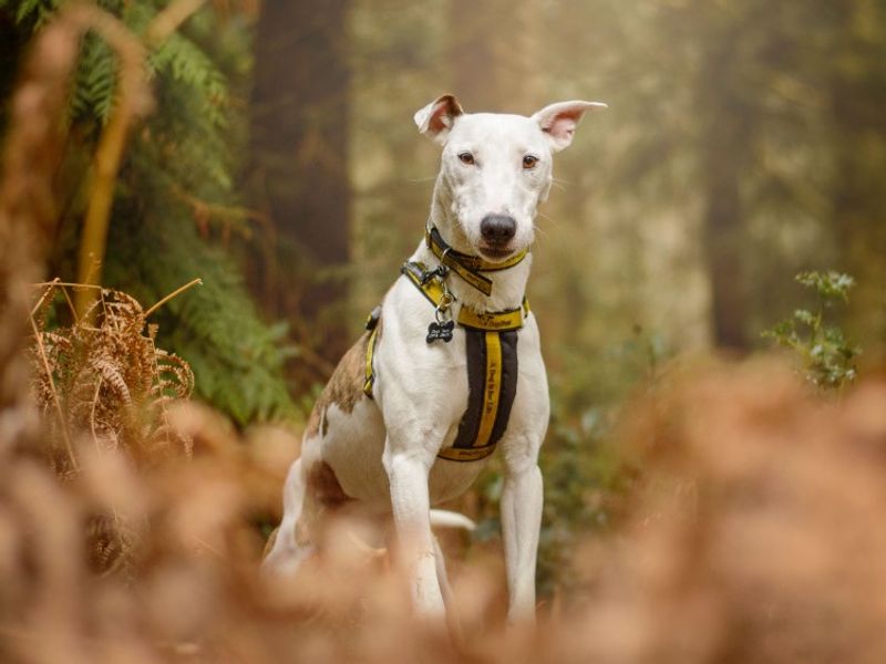 undefined | Whippet Cross | undefined - 3