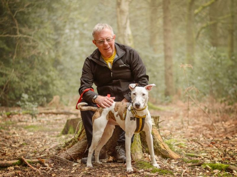 undefined | Whippet Cross | undefined - 13