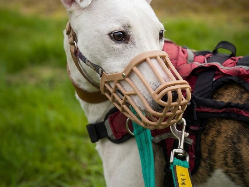 undefined | Whippet Cross | undefined - 10